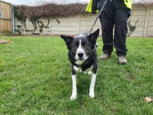 Skye - Female Collie Cross (Border) Photo