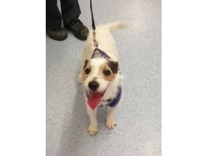 Spud - Male Jack Russell Terrier (JRT) Photo
