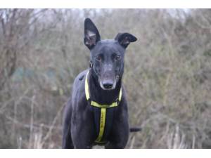 Terry - Male Greyhound Photo