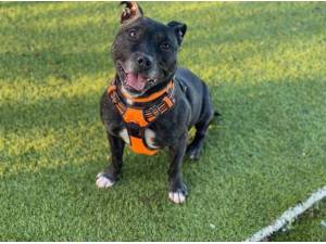 ARNIE - Staffordshire Bull Terrier Photo