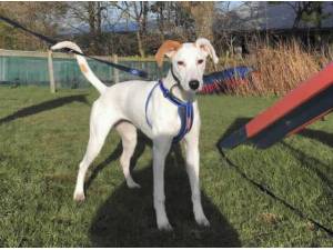 EVIE - Lurcher
crossbreed Photo