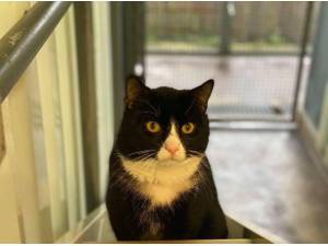 CHARLIE - Domestic Shorthair
crossbreed Photo
