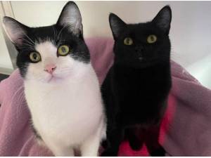 PEPPER AND FIGI - Domestic Shorthair
crossbreed Photo