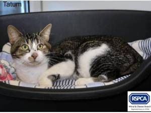 TATUM - Domestic Shorthair
crossbreed Photo