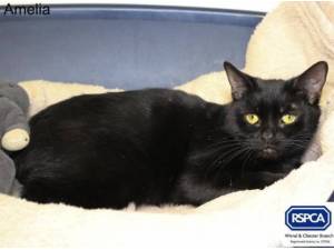 AMELIA - Domestic Shorthair
crossbreed Photo