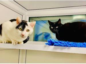 TOLLY AND TIBBS - Domestic Shorthair
crossbreed Photo