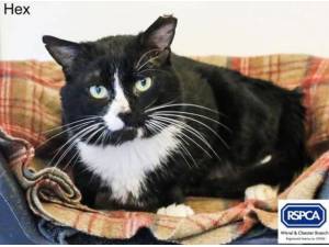 HEX - Domestic Shorthair
crossbreed Photo