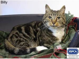 BILLY - Domestic Shorthair
crossbreed Photo
