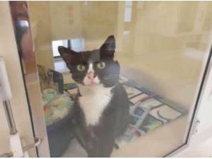 MAURICE - Domestic Shorthair
crossbreed Photo