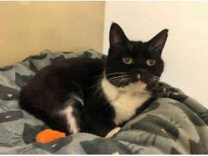WHISKEY - Domestic Shorthair
crossbreed Photo