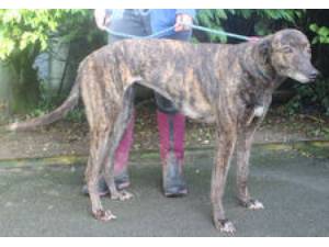 Candy - Female Greyhound Photo