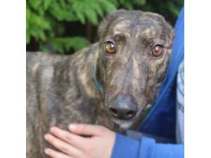Smoke - Female Greyhound Photo