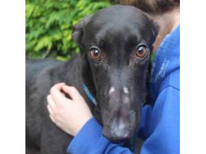 Sunny - Male Greyhound Photo