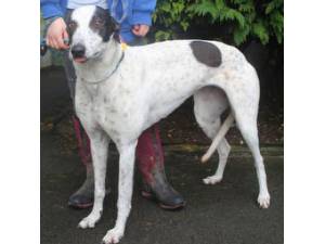 Spinner - Female Greyhound Photo