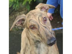 Sprinter - Male Greyhound Photo
