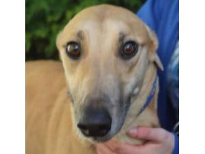 Souffle - Female Greyhound Photo