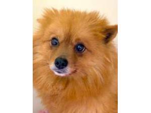 Zantas - Female Pomeranian Photo
