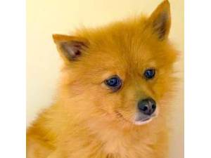 Ziggy - Female Pomeranian Photo