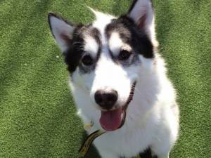Astra - Female Siberian Husky Photo