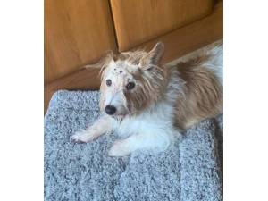 Barney - Male Jack Russell Terrier (JRT) Photo