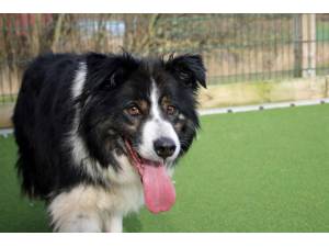 Ben - Male Border Collie Photo
