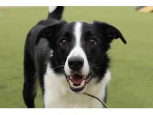 Benjie - Male Border Collie Photo