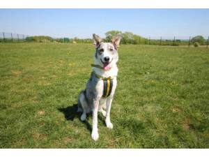Blaze - Male Collie Cross (Border) Photo