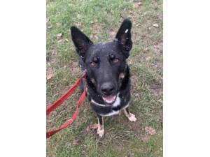 Blaze - Female German Shepherd Dog (GSD / Alsatian) Photo