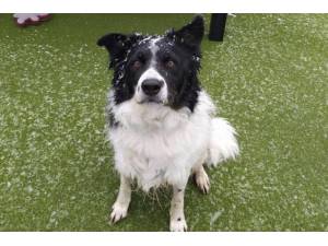 Bosco - Male Border Collie Photo