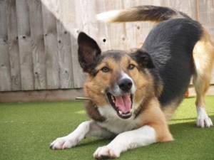 Bruce - Male Border Collie Photo