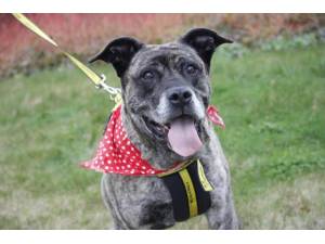 Chief - Male A Crossbreed Photo