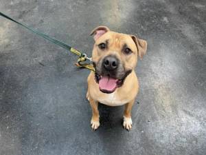 Cooper - Male American Bulldog Photo