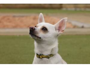 Flake - Male Chihuahua: Short Hr Photo