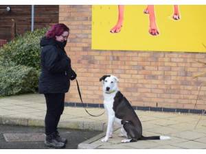 Harley - Male Border Collie Photo