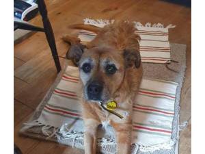 Jessica - Female A Crossbreed Photo