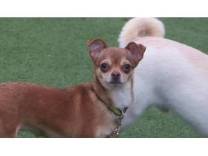 Jiggly - Female Chihuahua: Short Hr Photo