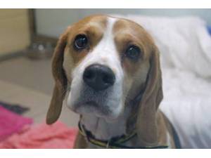 Miley - Female Beagle Photo