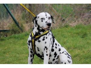 Paul - Male Dalmatian Photo