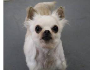 Peaches - Female Chihuahua: Long Hr Photo