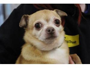 Pixie - Female Chihuahua: Short Hr Photo