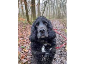 Pudding - Male Spaniel Cross Photo