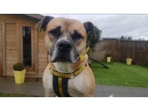 Rory - Male A Crossbreed Photo