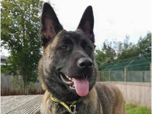 Rosie - Female A Crossbreed Photo