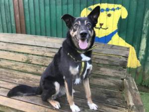 Sid - Male Border Collie Photo