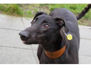 Trucker - Male Greyhound Photo