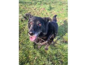 Tucker - Male GSD Cross ( German Shepherd / Alsatian) Photo