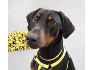 Zeus - Male Dobermann Photo