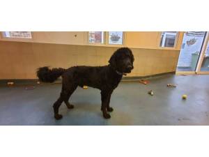 Abe - male Poodle x Anatolian Shepherd Photo