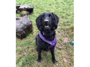 Maddie - Female Labradoodle Photo