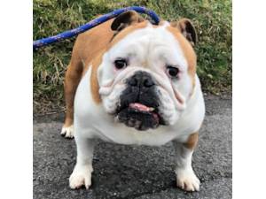 Tango - Female Bulldog Photo